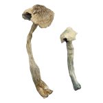 Albino Big Mex Magic Mushrooms