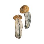 Big Mex Magic Mushrooms 1 gram