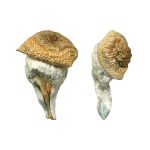 Mystery Fatass Magic Mushrooms