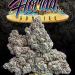 Jungle Boys Florida Sunrise