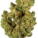 Banana OG Strain