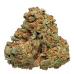 Cinderella 99 strain