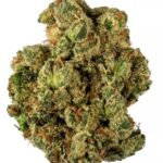 G13 Strain