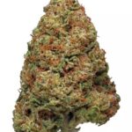 Jillybean Strain