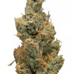 Juicy Fruit Strain
